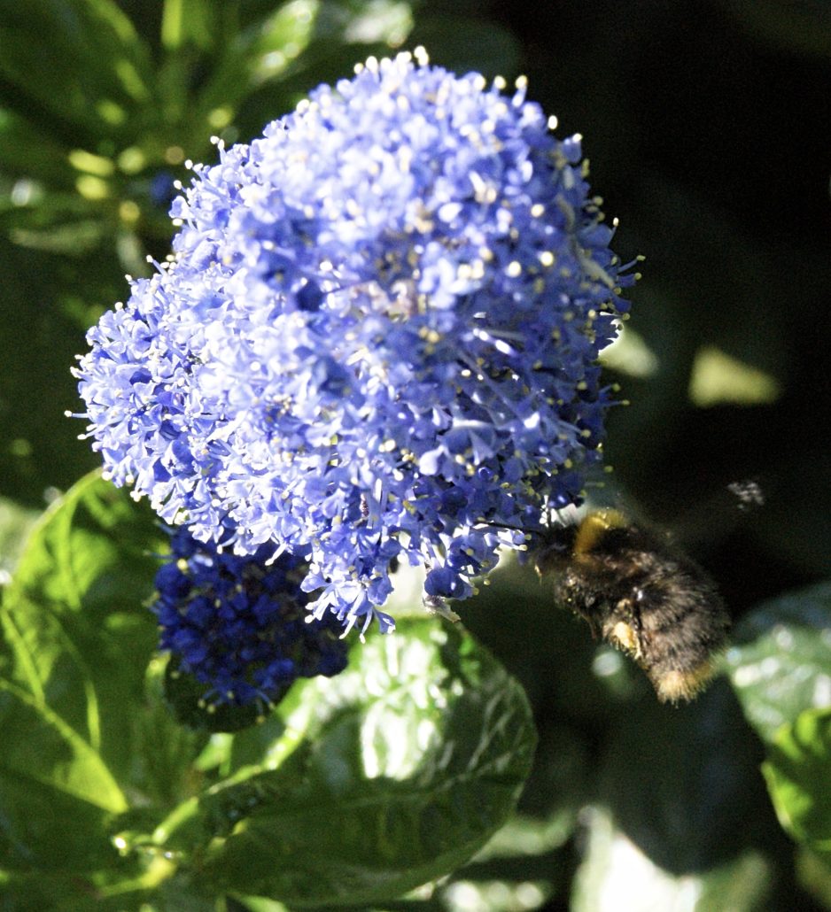 bumblebee-flowers