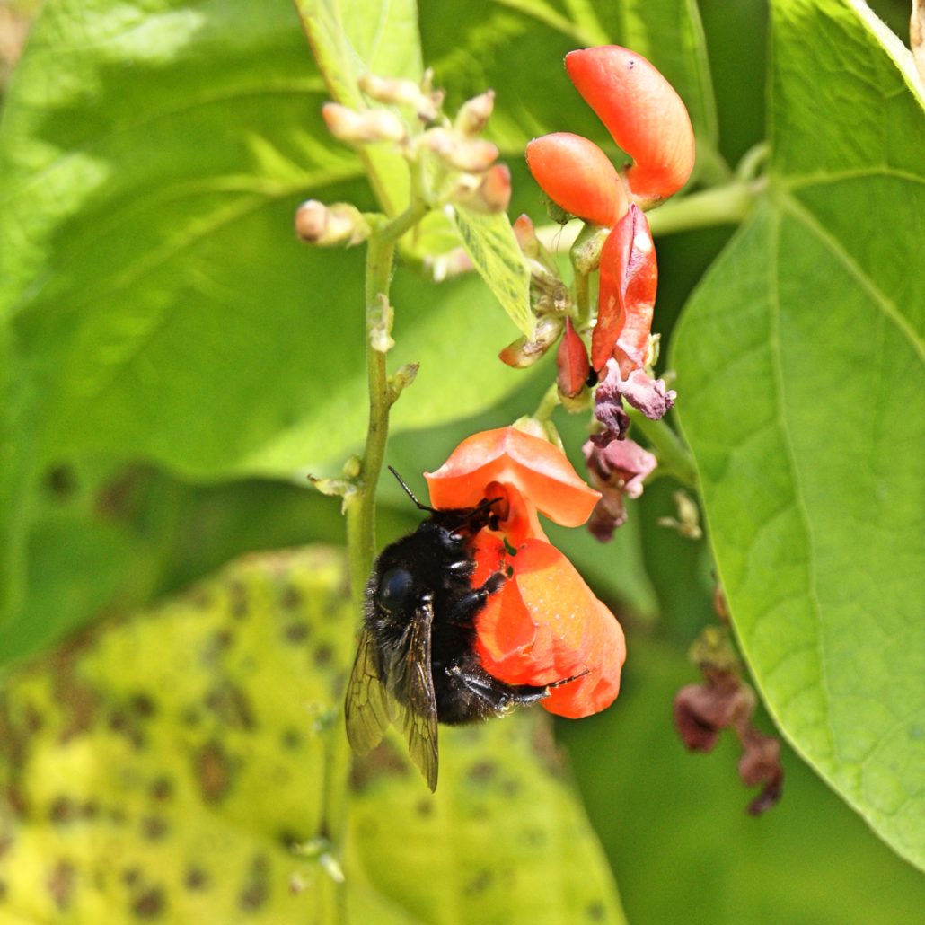 queen ruder bee on a bean plant