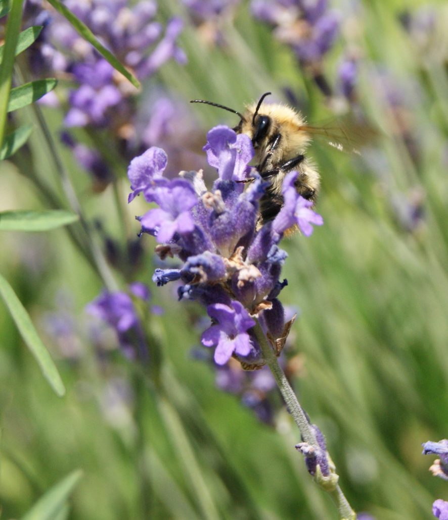 bumblebee-on-lavender