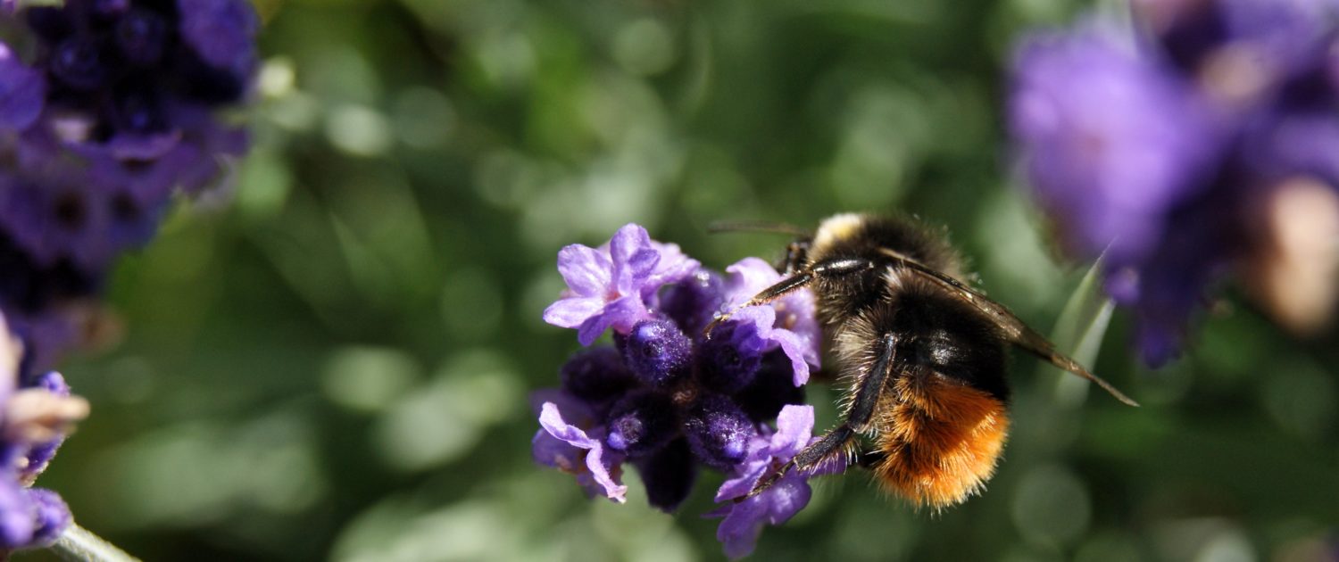 bumblebee-moustache-yellow-bee-charity-log-homeofjuniper