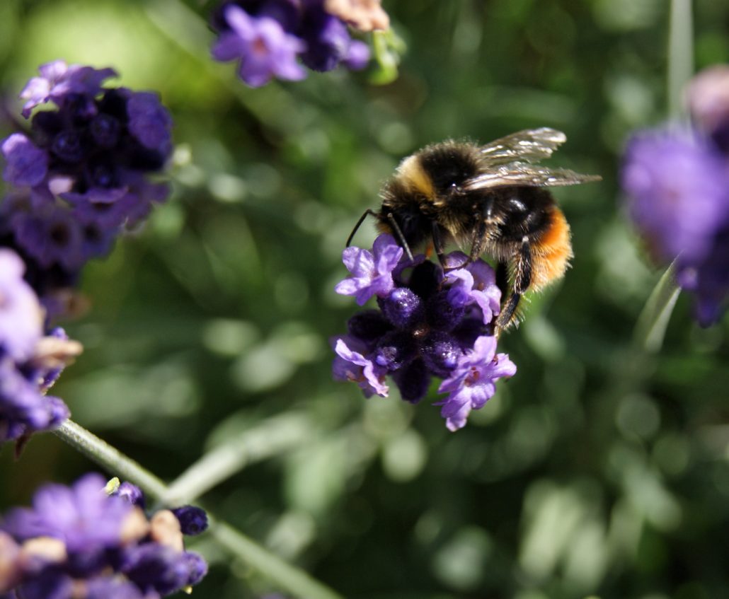 moustache bee on lavender. bees needs week