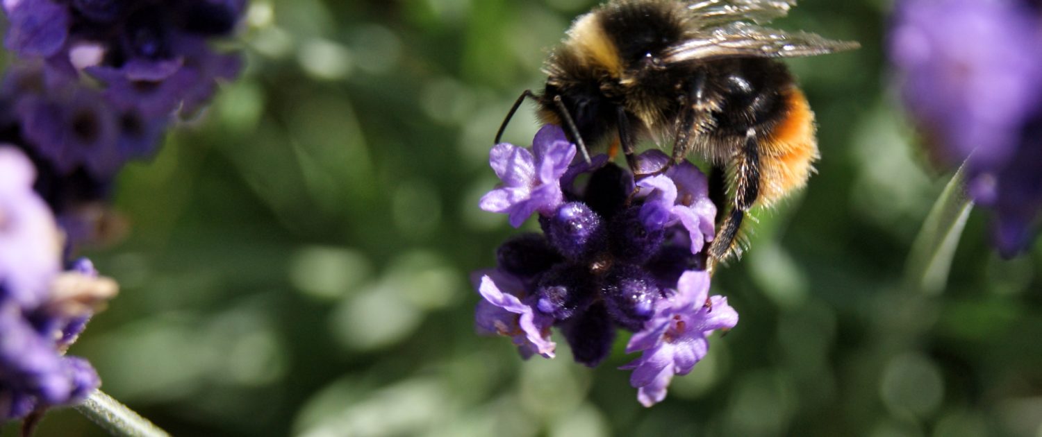 bumblebee-lavender-homeofjuniper