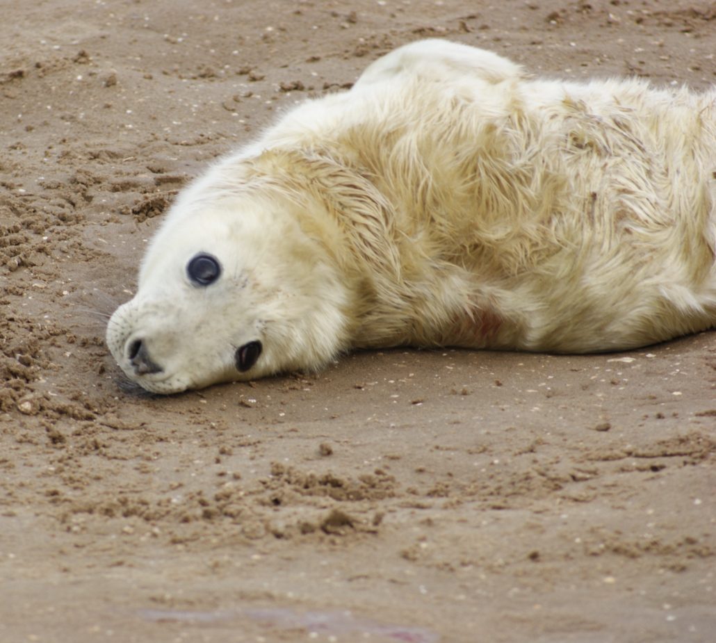 seal-pup-nature-homeofjuniper-nature-blog