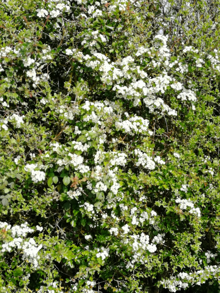 hawthorn-hedge-garden-blog-home-of-la-juniper