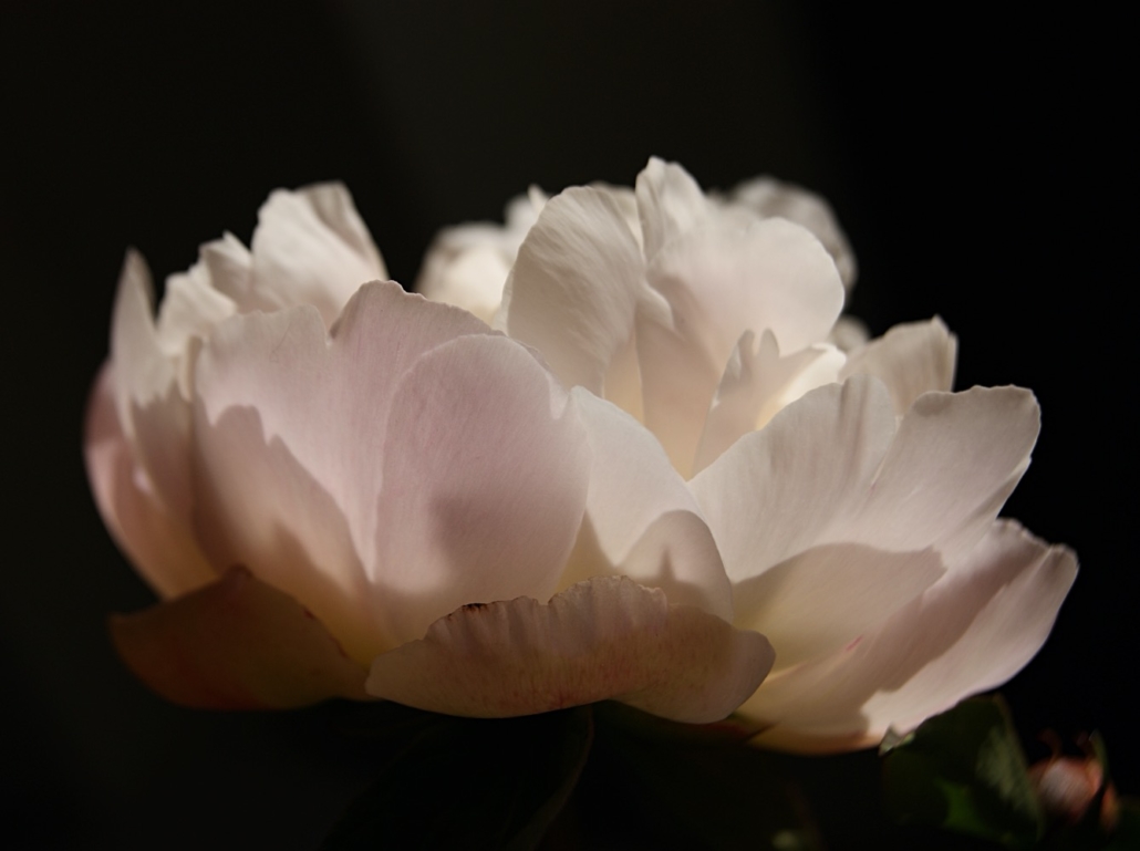 light-pink-peony