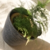 fern-in-grey-planter-cotton-lajuniper