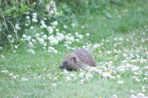 hedgehog in clover